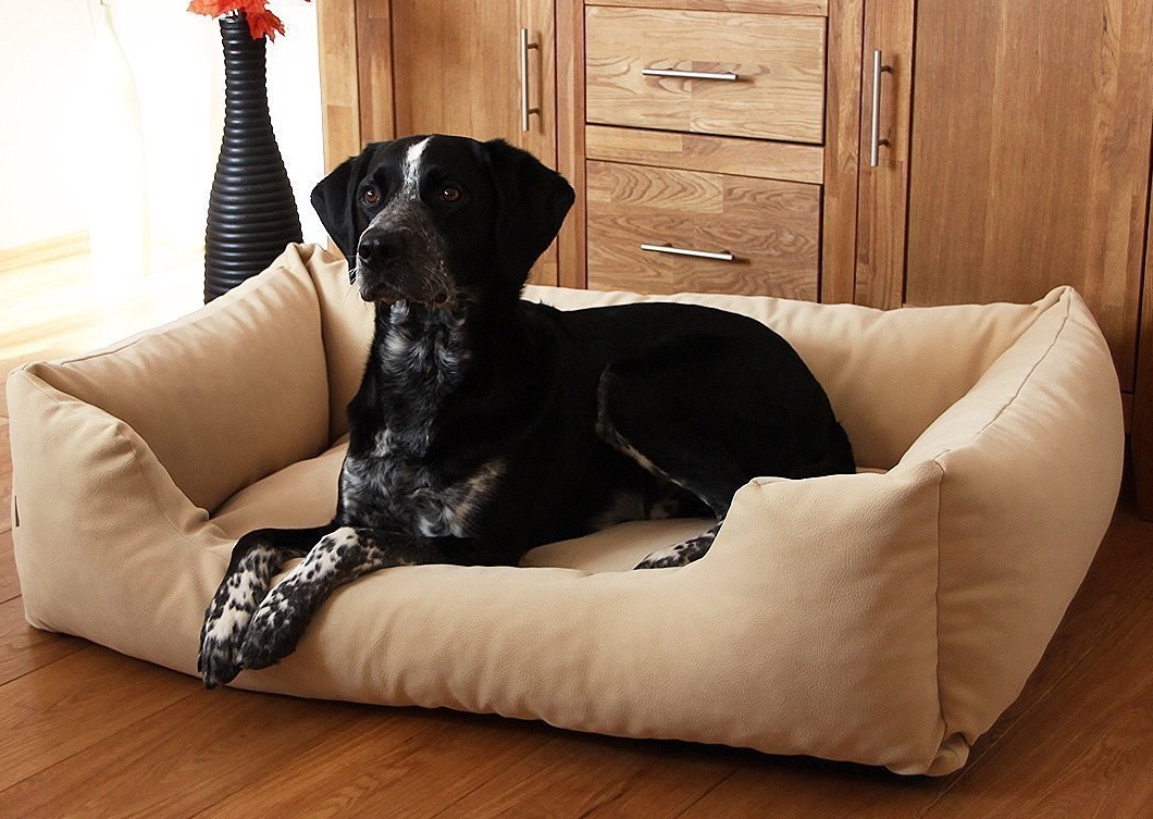 Ratgeber Hundekorb Hundebett Futterautomat Fur Hunde